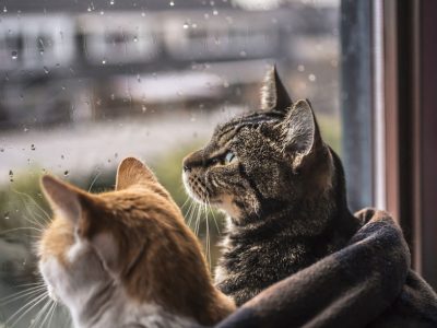 Коти спостерігають за дощем