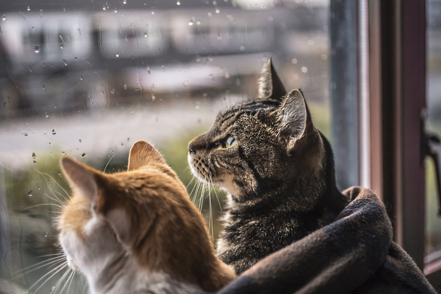 Коти спостерігають за дощем