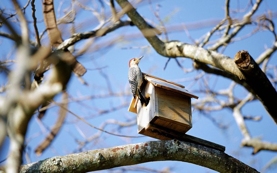 пташка на дереві