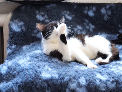 Кіт лиже лапу