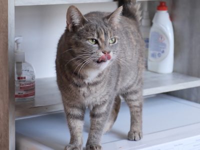 Кіт облизує ніс