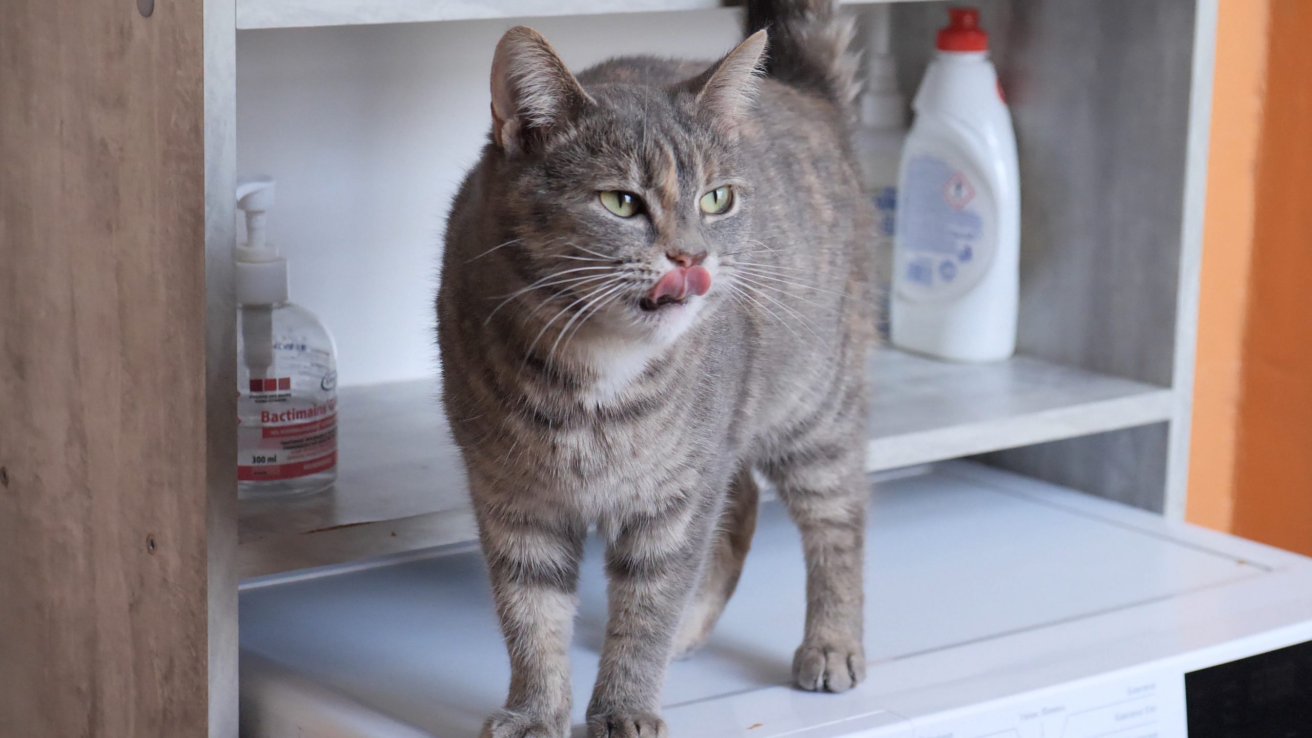 Кіт облизує ніс