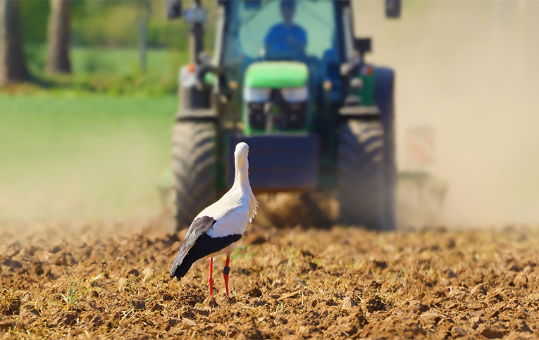 Лелека на фоні трактору