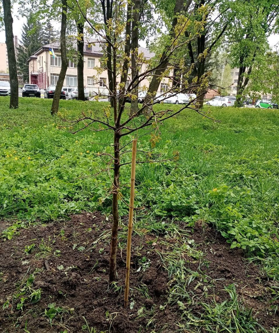 молоді дерева на Черкащині та Полтавщині