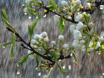 весняний дощ. дерево квітне, злива, краплі дощу