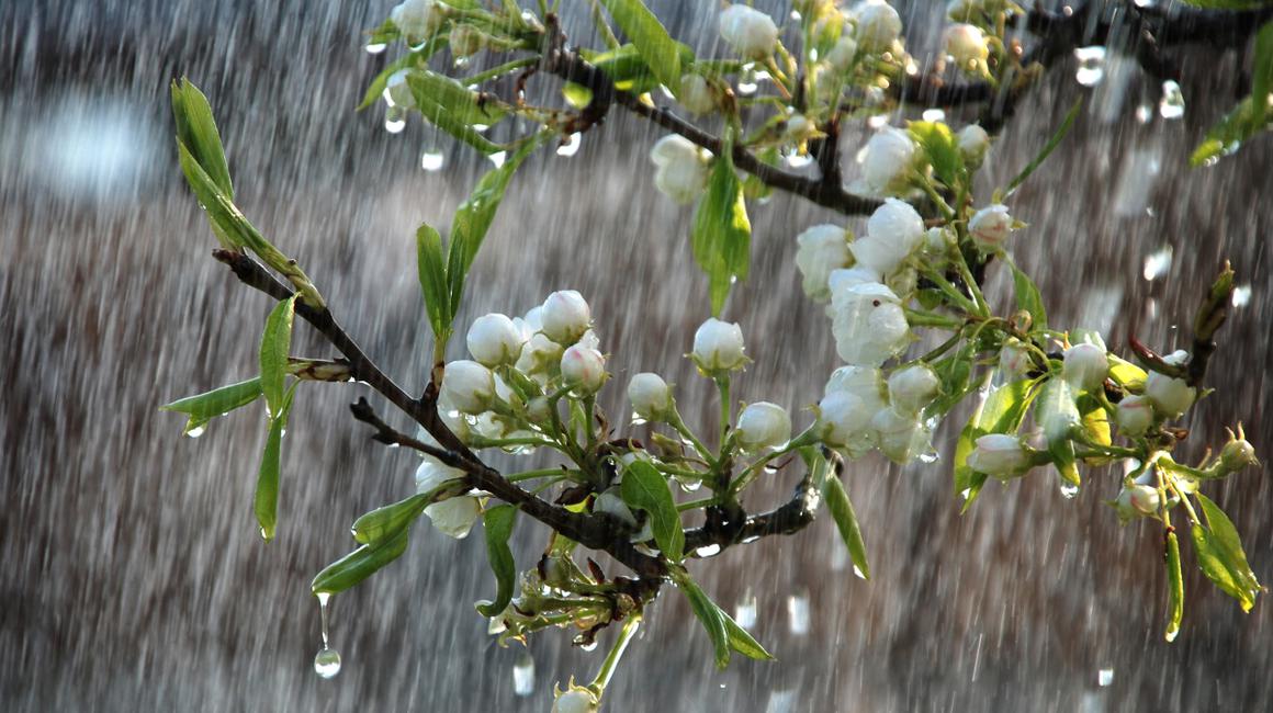 весняний дощ. дерево квітне, злива, краплі дощу