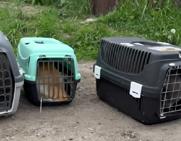 коти, яких евакуювали з Харківщини у Черкаси