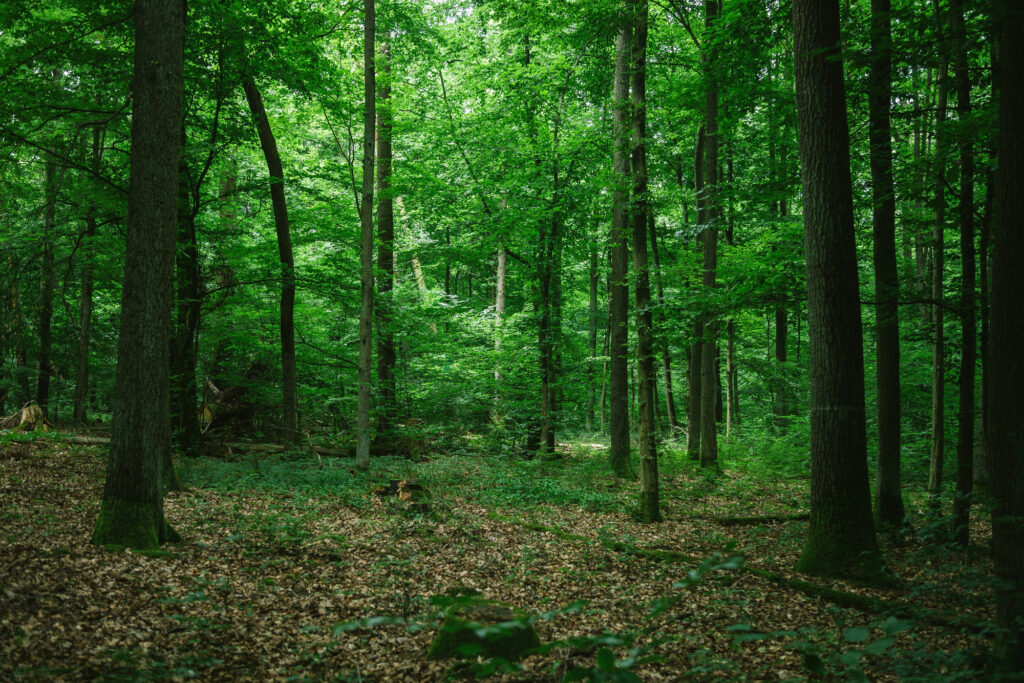 Зелений ліс
