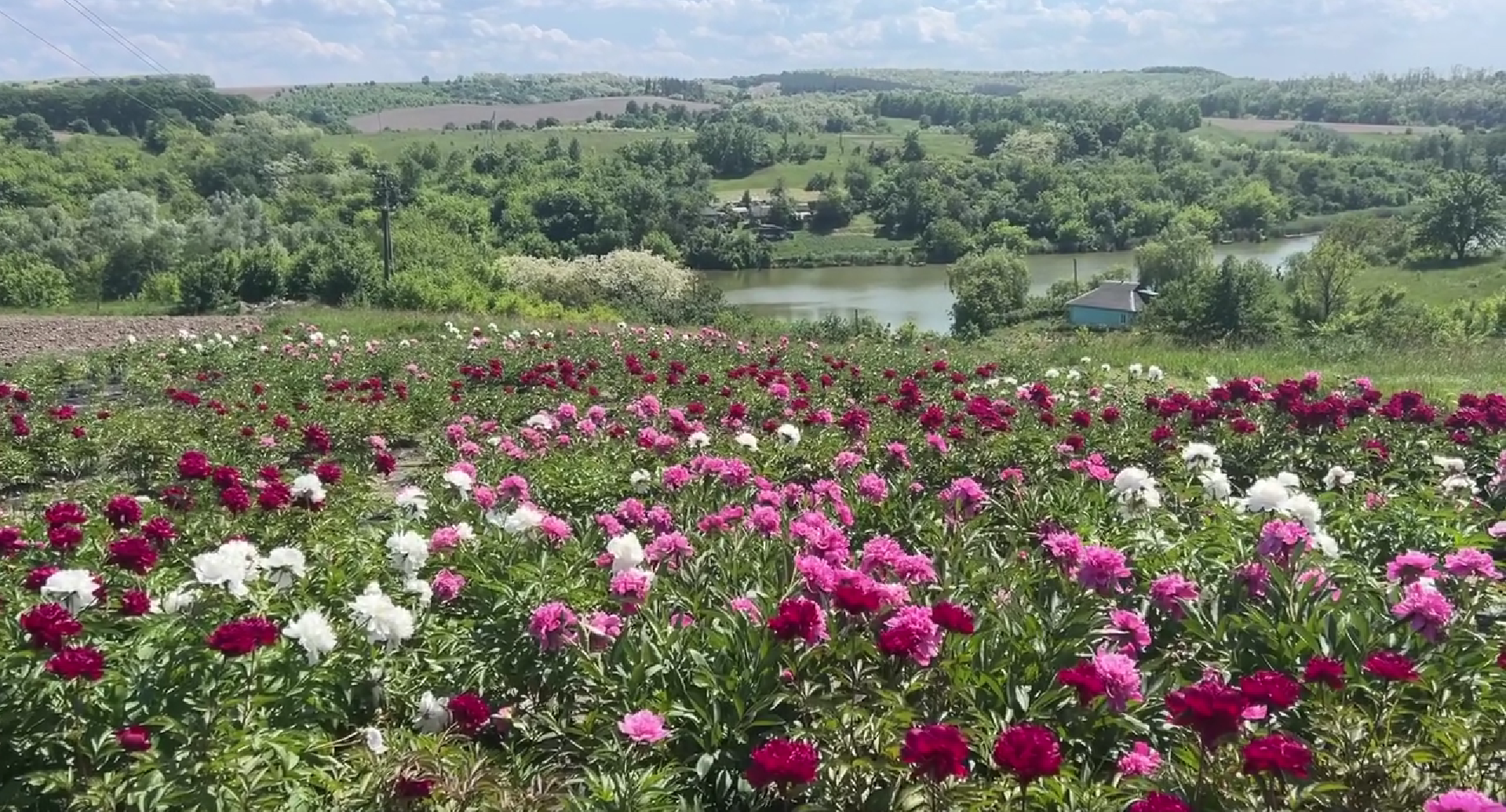 Півонії Холодний Яр Черкащина