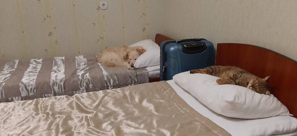 евакуйовані кіт і пес сплять в готелі