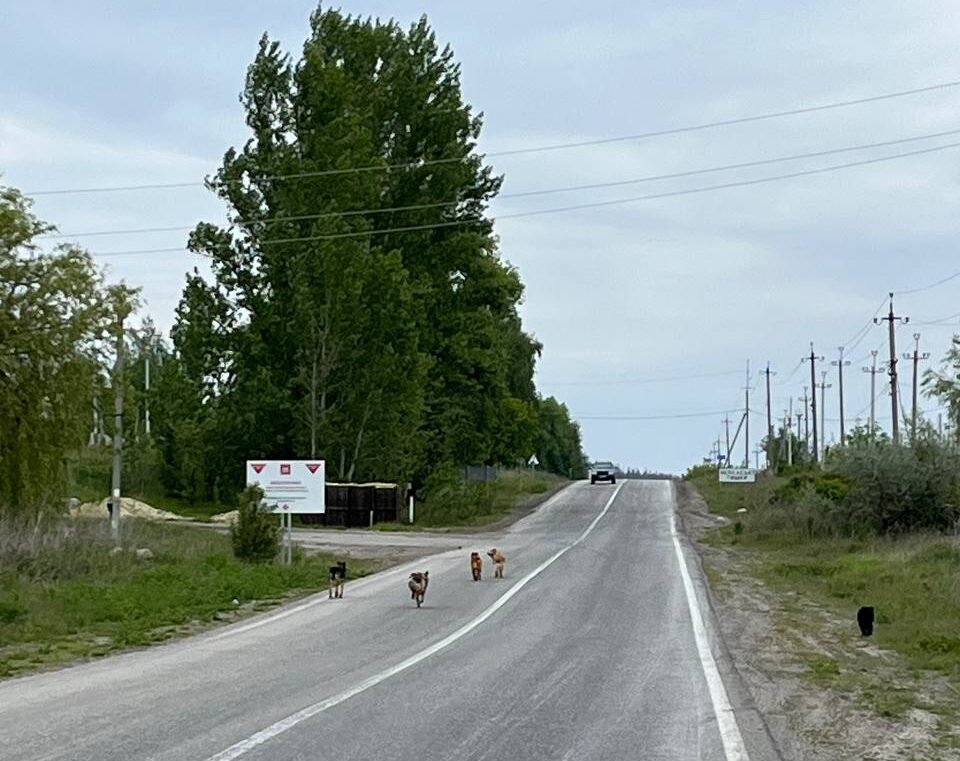 покинуті на Харківщині собаки біжать на зустріч волонтерам