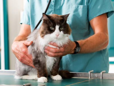 лікар оглядає пухнастого домашнього кота