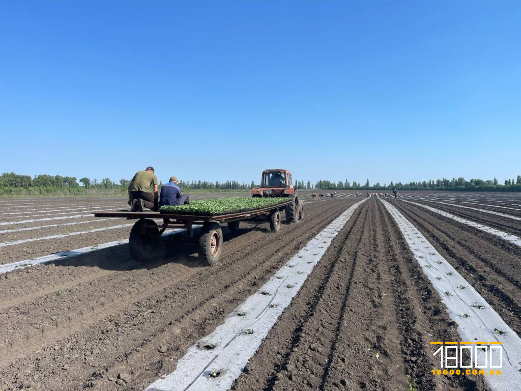 Як вирощують кавуни на Черкащині