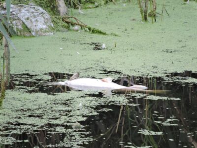 мертва риба у водоймі