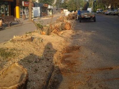 Сміла. Зрізане дерево