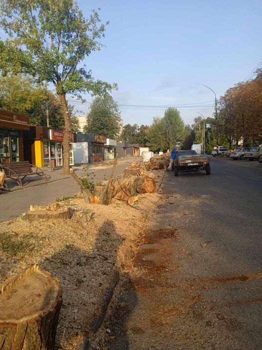 Сміла. Зрізане дерево