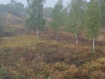 галявина з червонокнижними рослинами на Золотоніщині