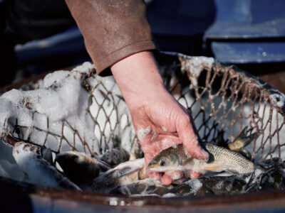 Товстолоб зариблення