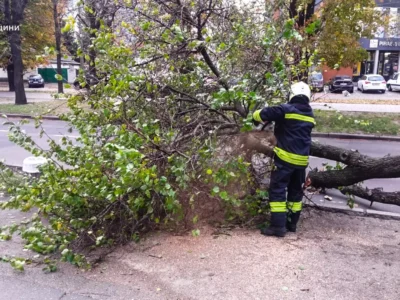 упавше дерево