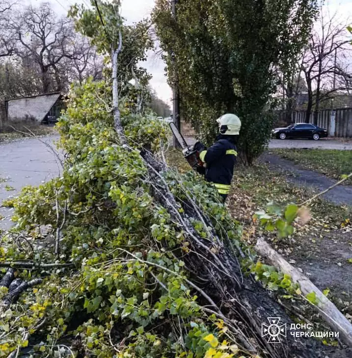 упавше дерево