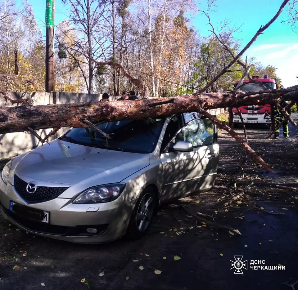 дерево впало на автомобіль