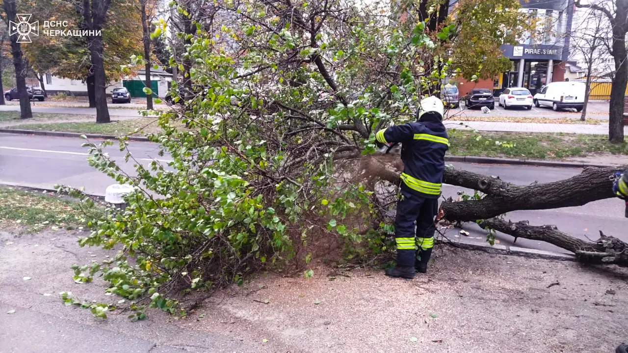 упавше дерево