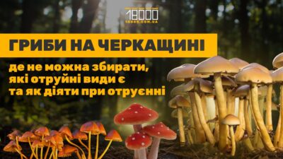 Гриби в Черкаській області: де ростуть та які збирати