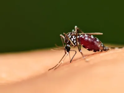 Комар - переносник гарячки західного нілу