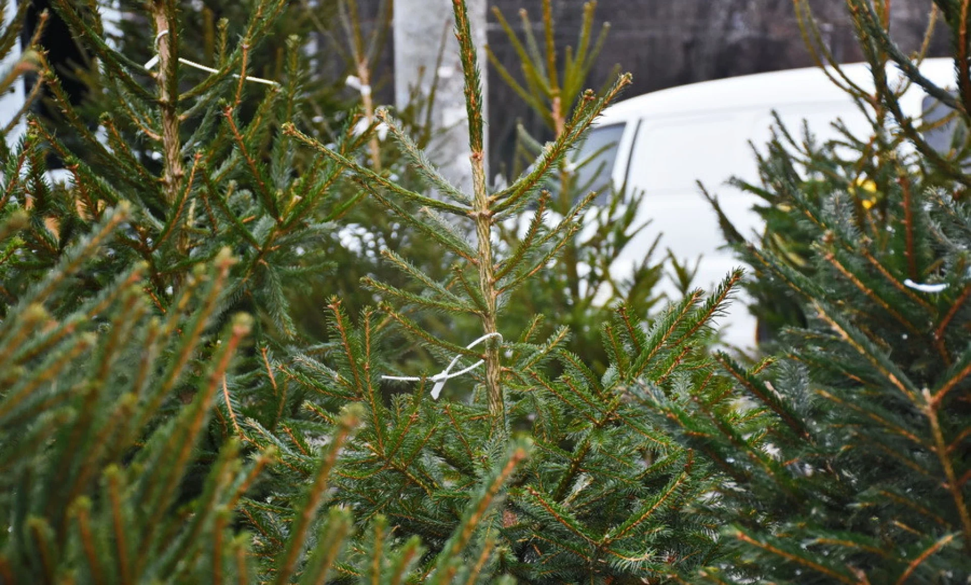 продаж ялинок