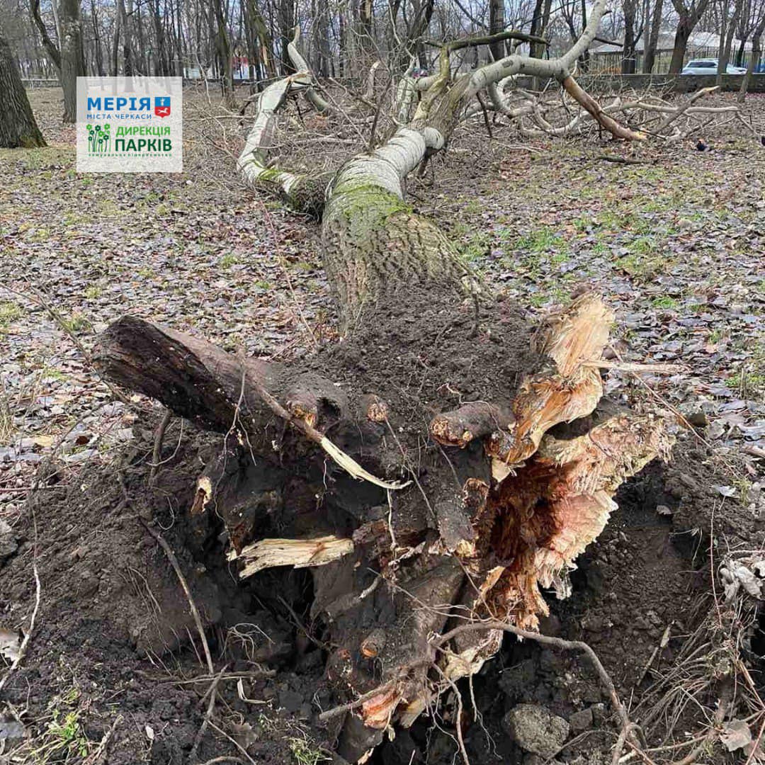 дерево вирвало з корінням у Черкасах