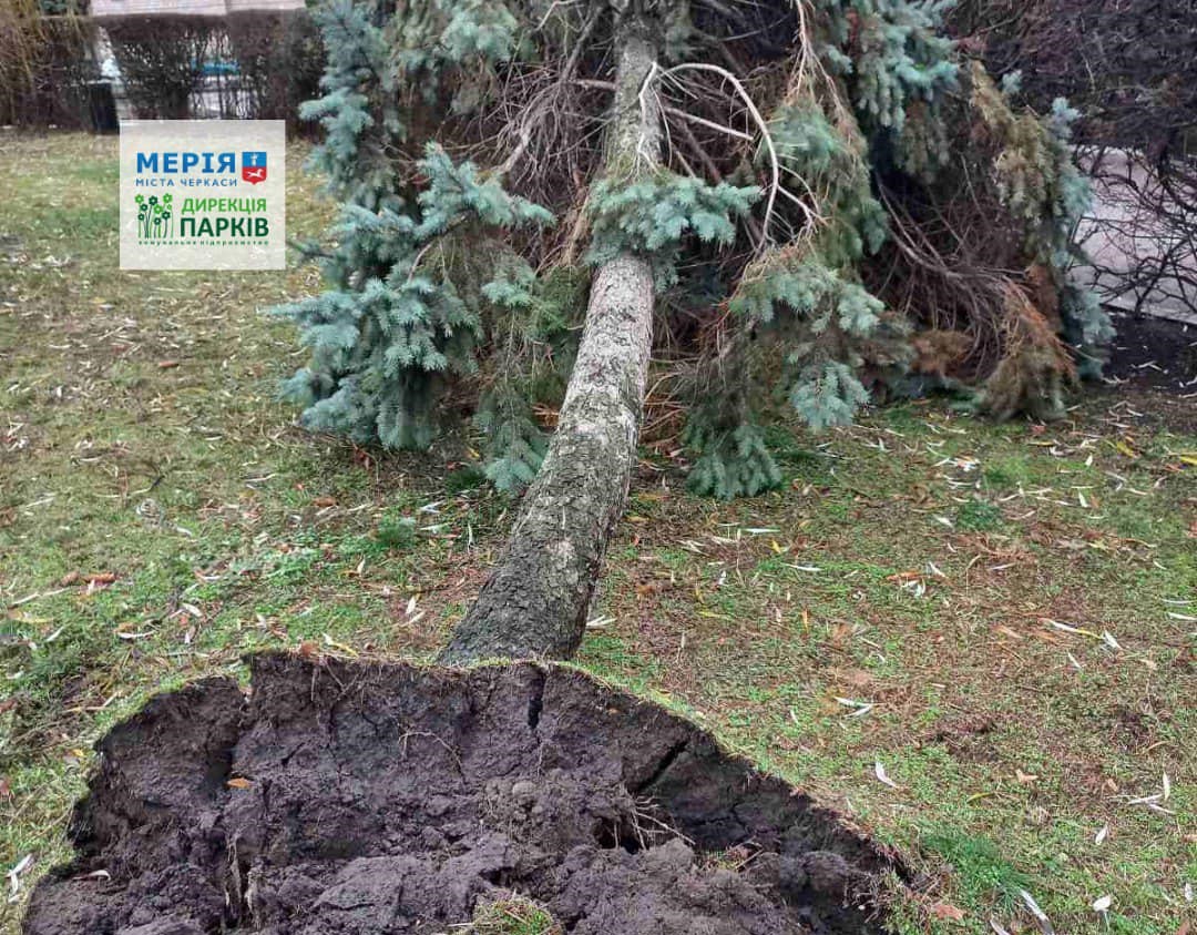 повалене дерево у Черкасах