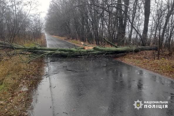 повалене дерево на Черкащині