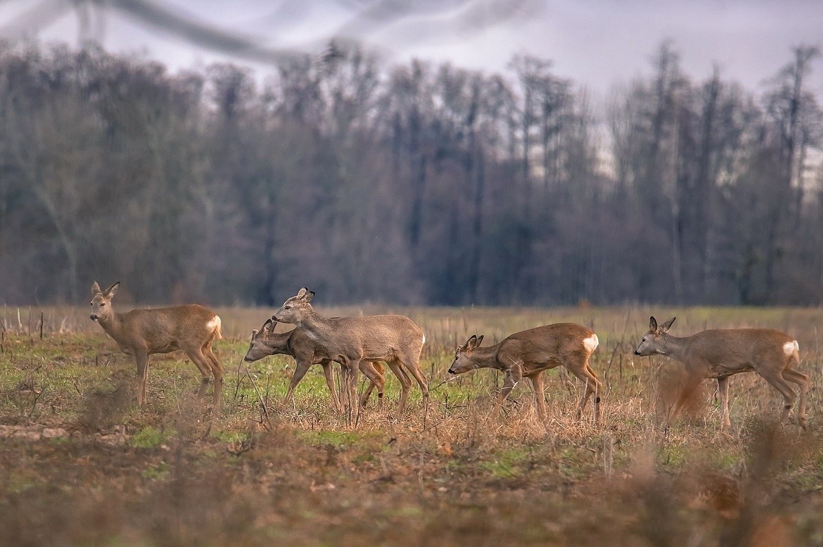 Олені на пасовищі