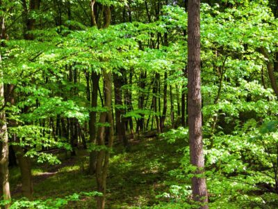 заповідник, заказник