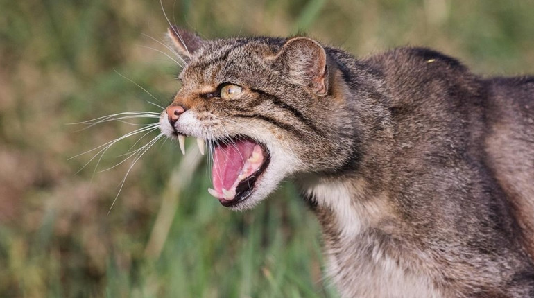 скажений кіт