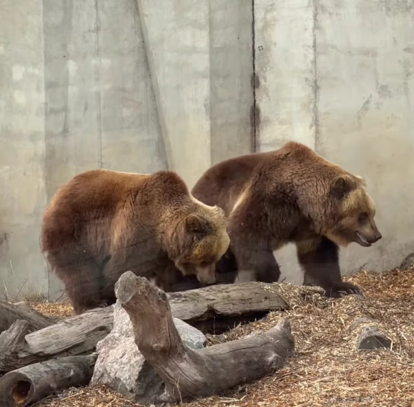 Ведмеді в Черкаському зоопарку