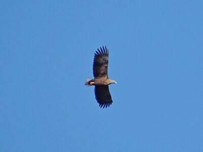 орлан-білохвіст у небі
