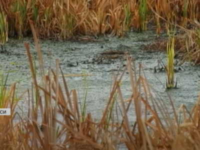 болото, яке утворилося у Слободі