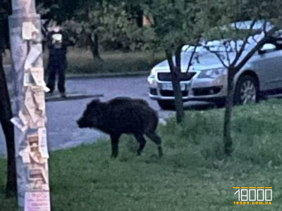 Кабан у Черкасах