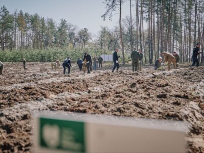 висаджування нового лісу