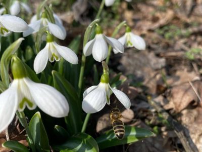 першоцвіти, підсніжники