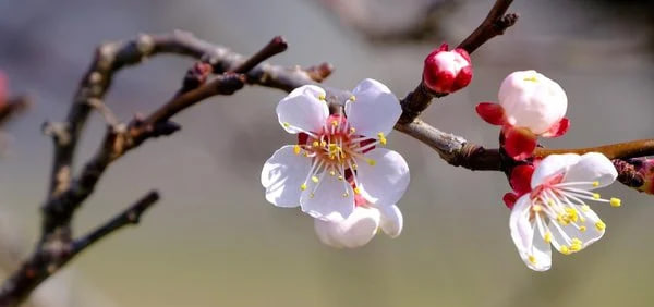 «Заморозки ще попереду, але скоро повернеться тепло», – черкаський синоптик розповів про погоду на Великдень