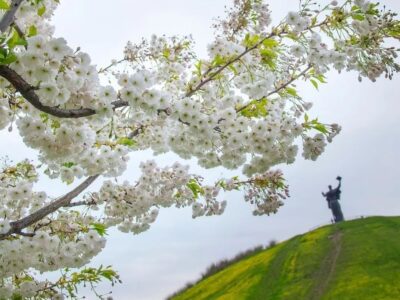 Сакура в Долині троянд