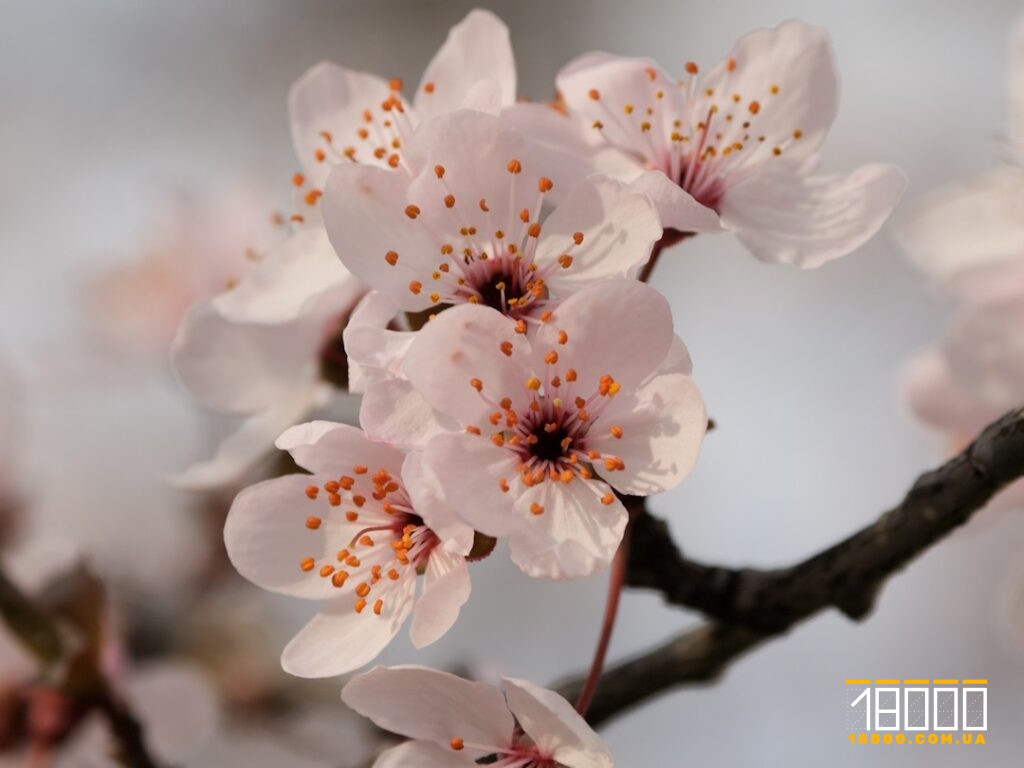 квіти абрикоси