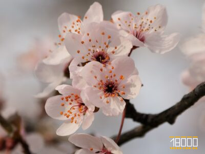 квіти абрикоси