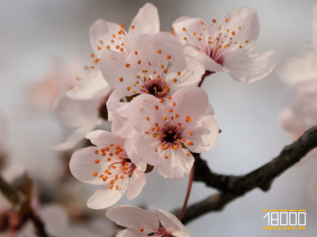 квіти абрикоси