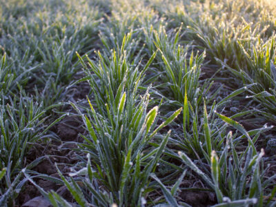 Заморозки на пшениці