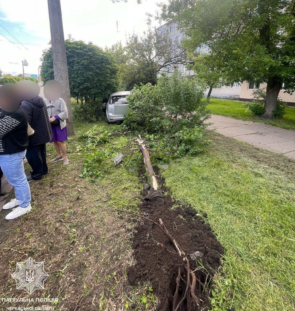 через ДТП зламалося дерево, авто заїхало у кущі
