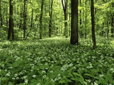 черемша у Холодному Яру