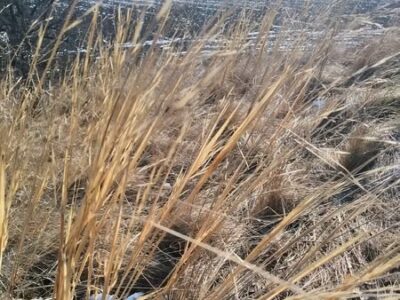 Червонокнижна ковила